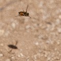 Thredbo_20120114_0121