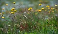 Thredbo_20120114_0123