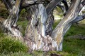 Thredbo_20120114_0126