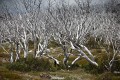 Thredbo_20120114_0144