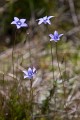 Thredbo_20120114_0175