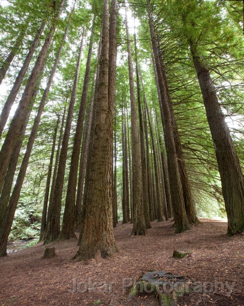 Cape_Otway_20130204_010.jpg