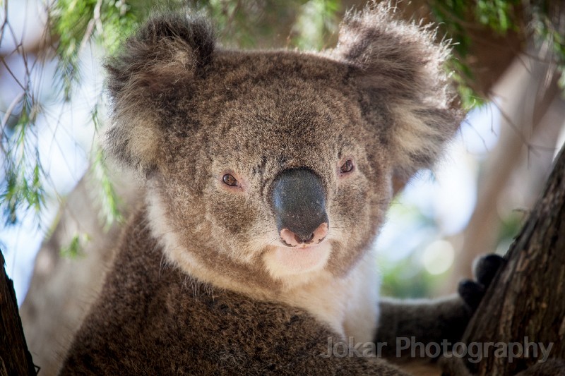 Cape_Otway_20130205_025.jpg