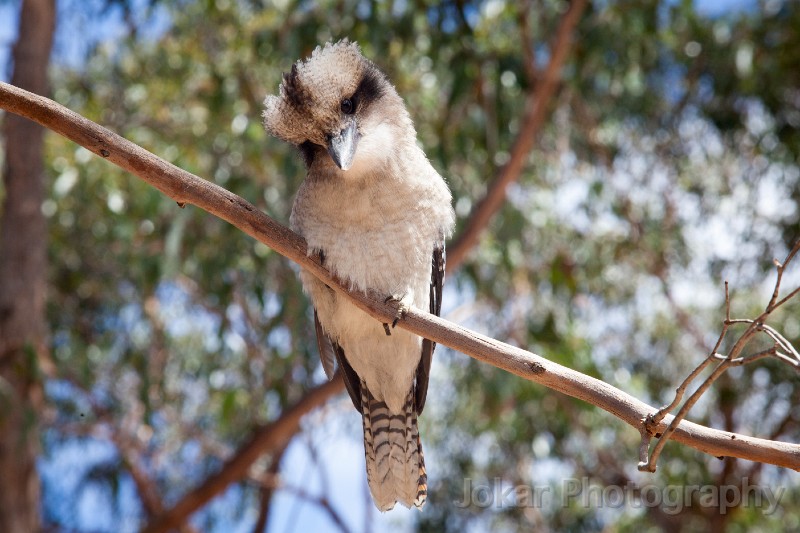 Grampians_20130125_056.jpg