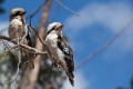 Grampians_20130125_053