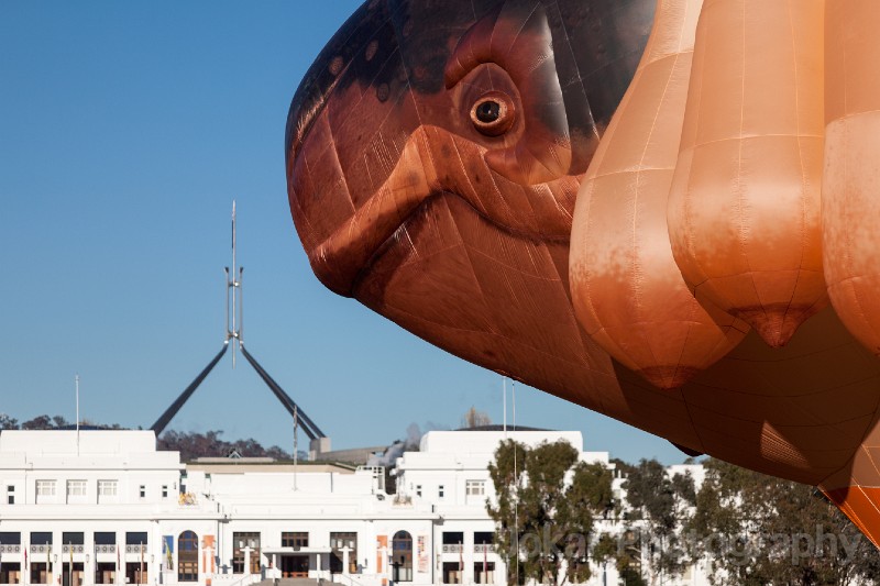 Skywhale_20130519_020.jpg