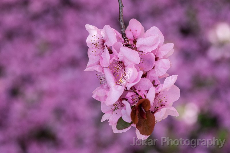 Spring_blossoms_20130831_038.jpg