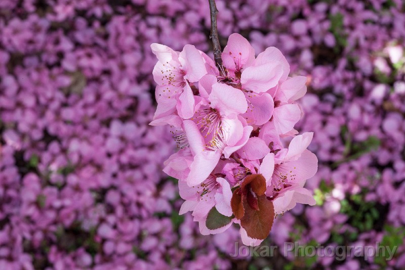 Spring_blossoms_20130831_039.jpg