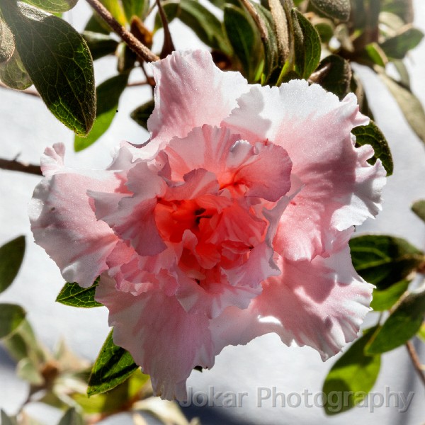 Spring_blossoms_20130831_050.jpg