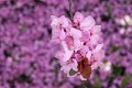 Spring_blossoms_20130831_037