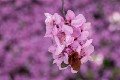 Spring_blossoms_20130831_038