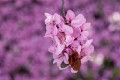 Spring_blossoms