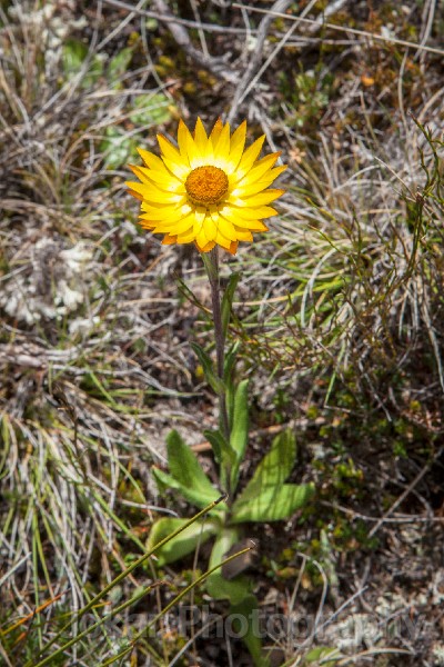 Tasmania_20140214_0239.jpg - Everlasting Daisy, Walls of Jerusalem