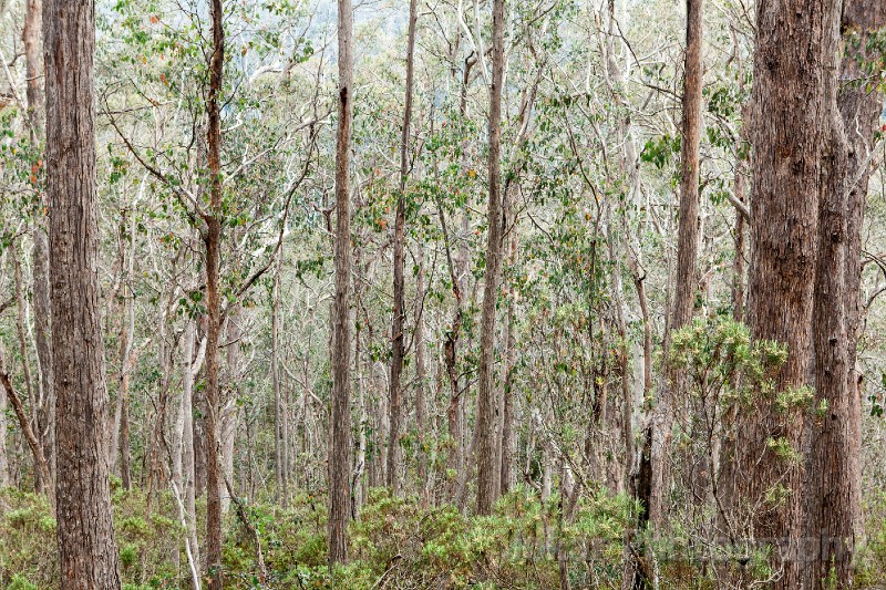 Tasmania_20140214_0268.jpg - Below Trappers Hut, Walls of Jerusalem