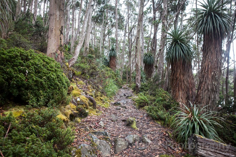 Tasmania_20140226_0639.jpg - Mount Field National Park, Tasmania