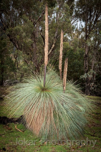 Tidbinbilla_20140503_002.jpg