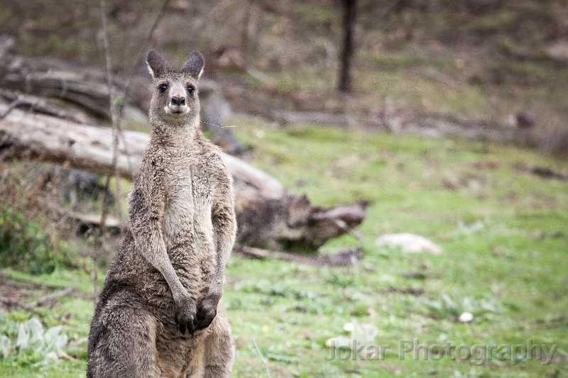 Tidbinbilla_20140503_006.jpg