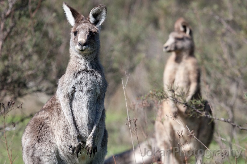 Tidbinbilla_20140504_027.jpg