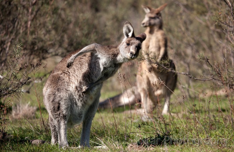 Tidbinbilla_20140504_028.jpg