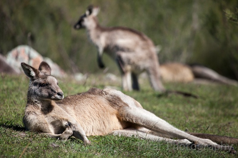 Tidbinbilla_20140504_034.jpg