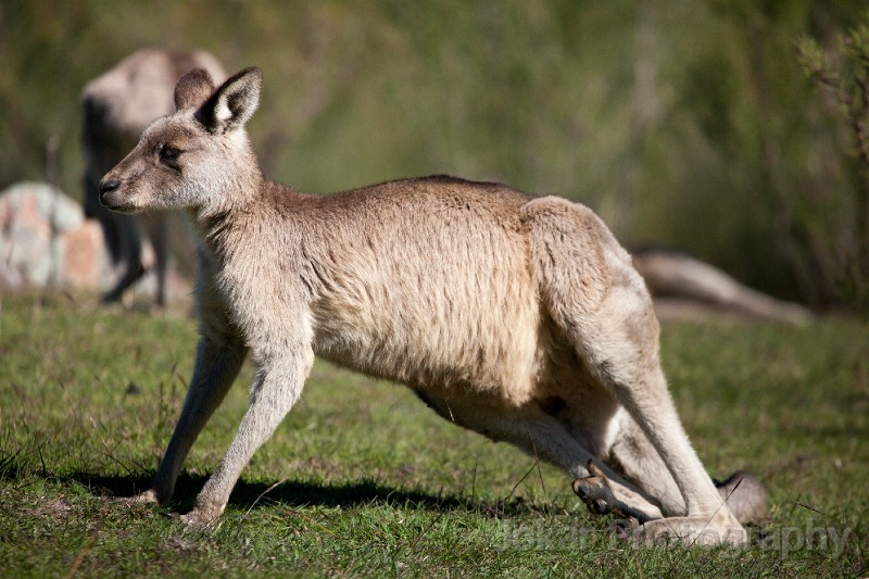 Tidbinbilla_20140504_035.jpg