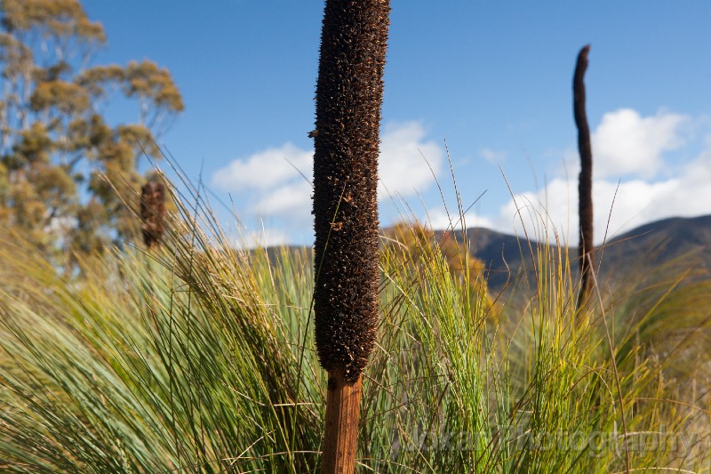 Tidbinbilla_20140504_048.jpg