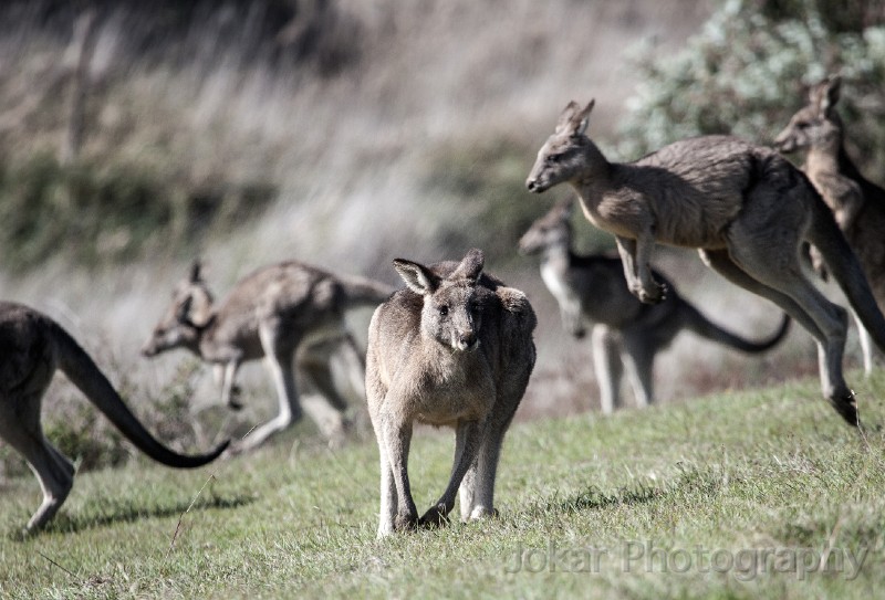 Tidbinbilla_20140504_058.jpg