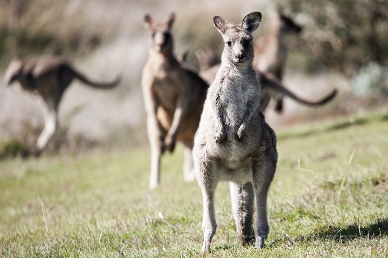 Tidbinbilla_20140504_061.jpg