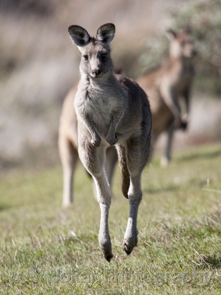 Tidbinbilla_20140504_062.jpg