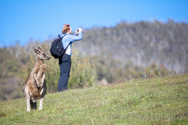 Tidbinbilla_20140504_072.jpg