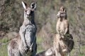 Tidbinbilla_20140504_027