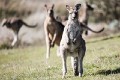 Tidbinbilla_20140504_061