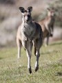 Tidbinbilla_20140504_062