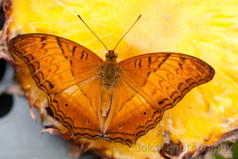 Singapore_butterflies_20151215_004.jpg