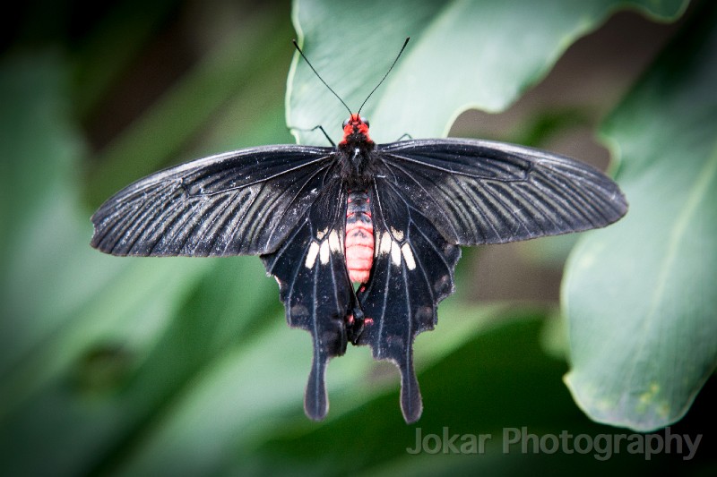 Singapore_butterflies_20151215_015.jpg