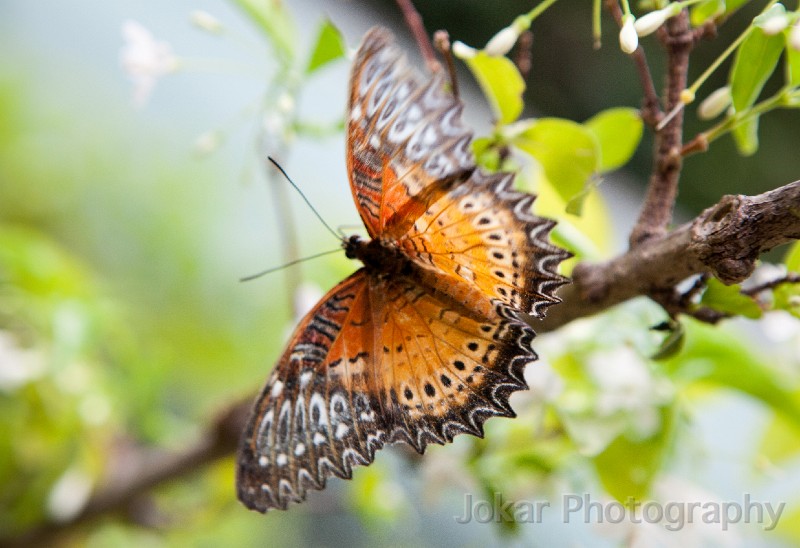 Singapore_butterflies_20151215_035.jpg