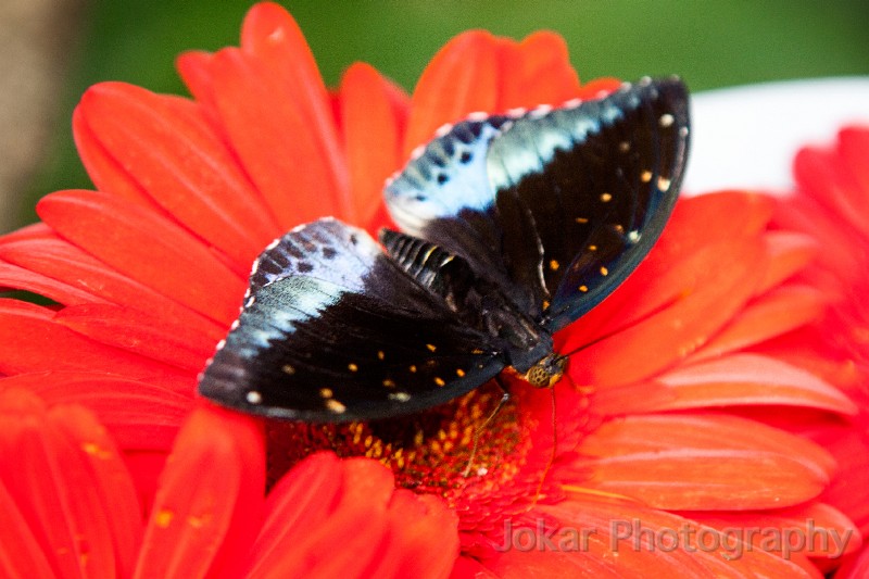 Singapore_butterflies_20151215_049.jpg