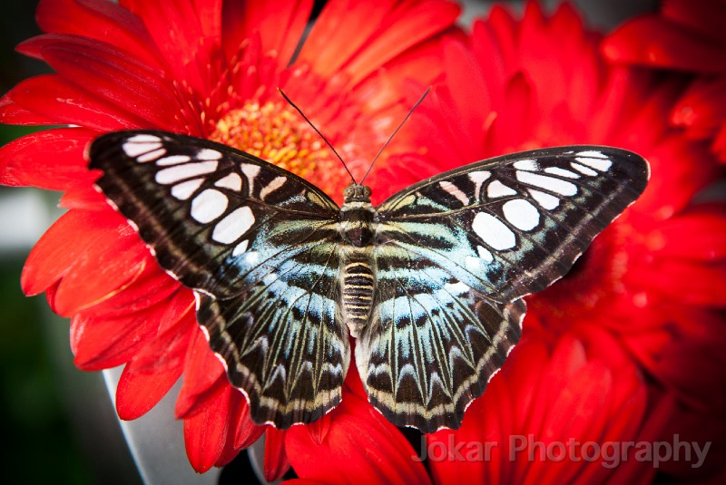 Singapore_butterflies_20151215_055.jpg