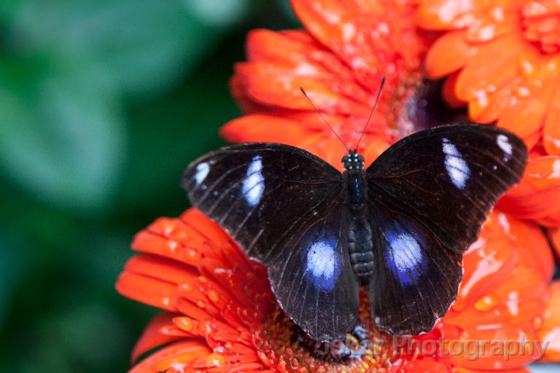 Singapore_butterflies_20151215_094.jpg