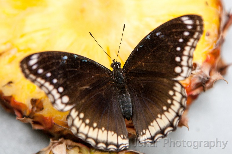 Singapore_butterflies_20151215_130.jpg