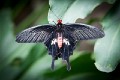 Singapore_butterflies_20151215_015