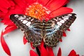 Singapore_butterflies_20151215_025