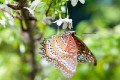 Singapore_butterflies_20151215_029