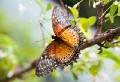 Singapore_butterflies_20151215_035