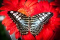 Singapore_butterflies_20151215_055