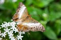 Singapore_butterflies_20151215_065