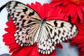 Singapore_butterflies_20151215_082