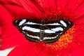 Singapore_butterflies_20151215_086