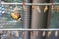 Singapore_butterflies_20151215_107