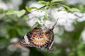 Singapore_butterflies_20151215_122